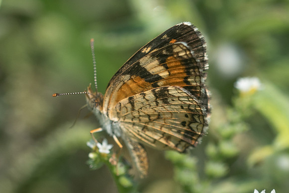 phyciodes phaon-3589