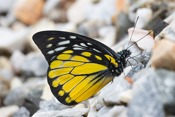 Prioneris thestylis-9031