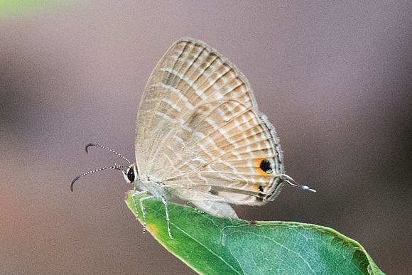 Jamides sp-4607