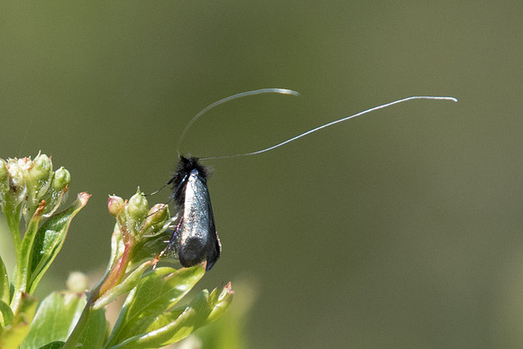 adela reaumurella - Fontainebleau