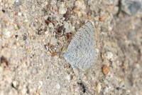 Spalgis epius epius-6538