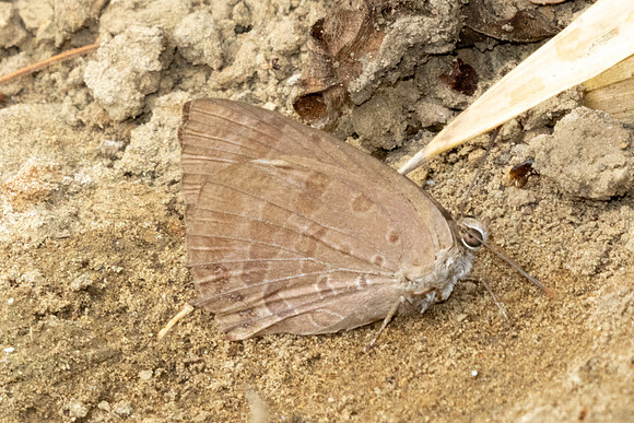 Arhopala-2571