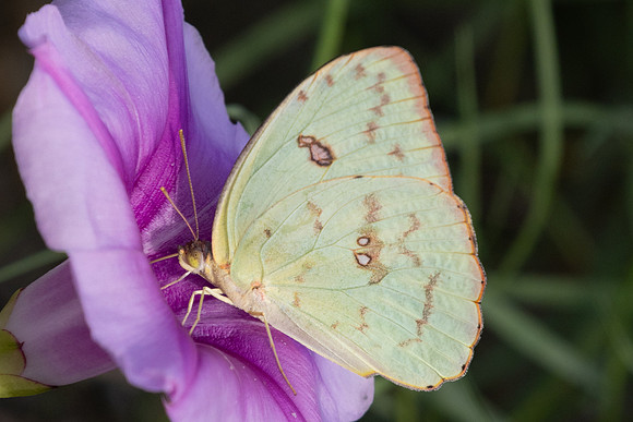 Phoebis philea-8723