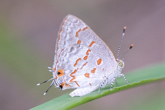 Ministrymon clytie-1