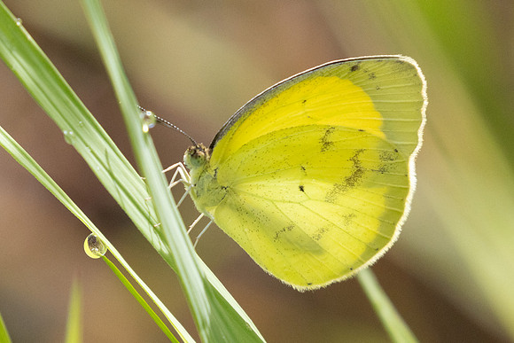 Eurema sp-5129 - Jardin - 14/06/24