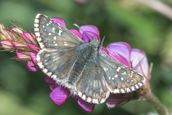 Pyrgus serratulae id-13 - Cervières - 30/06/21