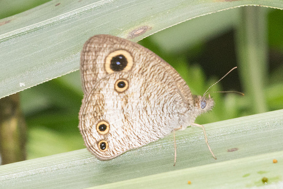 Ypthima pandocus-8641