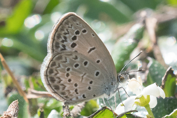 Pseudozizeeria maha maha-2481 - Chiang Rai - 18/11/23