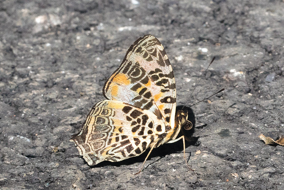 Symbrenthia hypselis cotanda-9349 - Chiang Dao - 14/11/23