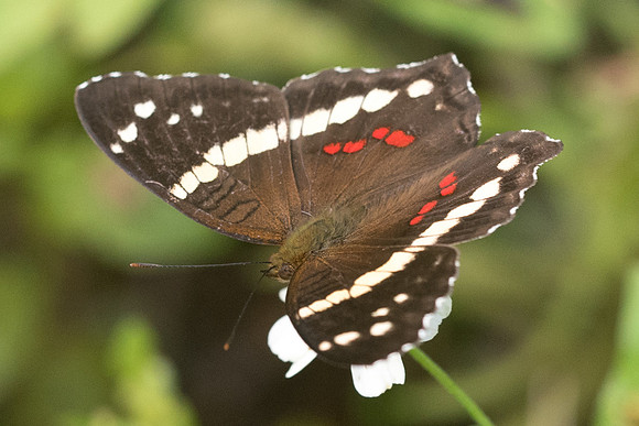 Anartia fatima-4422