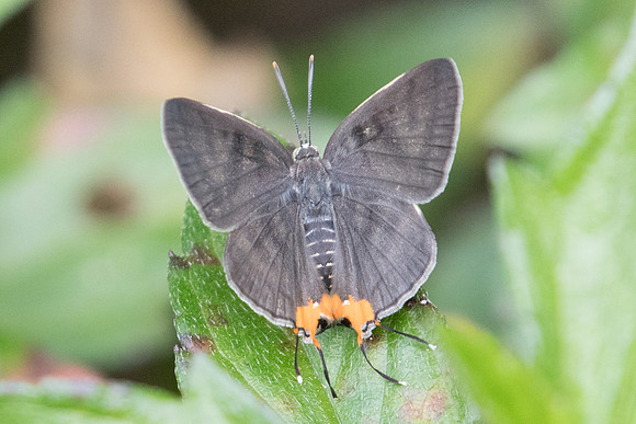 Spindasis syama terana-2377  - Koh Samui - 19/03/23