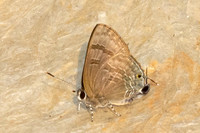 Rapala varuna-6629