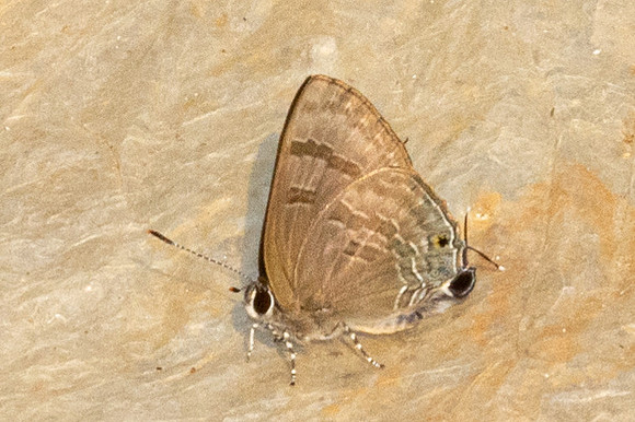 Rapala varuna-6629