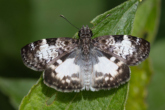 Chiomara asychis-3253