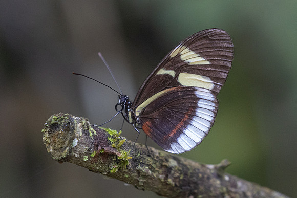 Heliconius cydno-6361