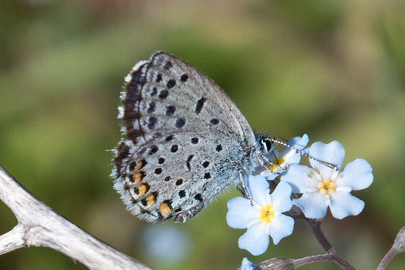 Pseudophilotes vicrama-8456