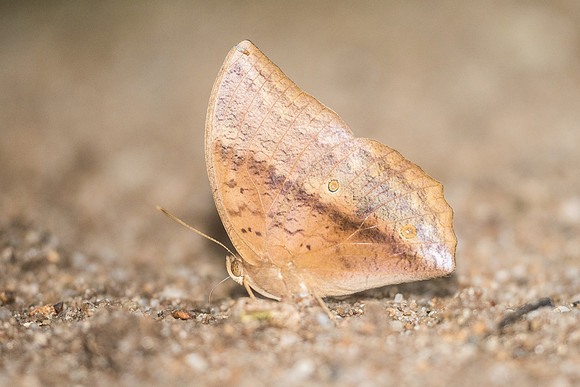 Discophora sondaica-2063 - Chiang Dao - 17/11/23