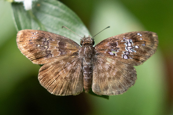 Sostrata bifasciata-9831 - Bucaramanga - 5/06/24