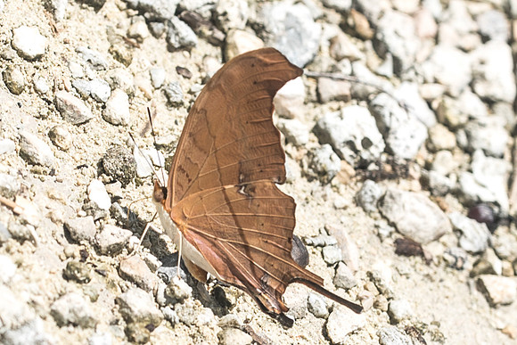 Marpesia petreus-2826