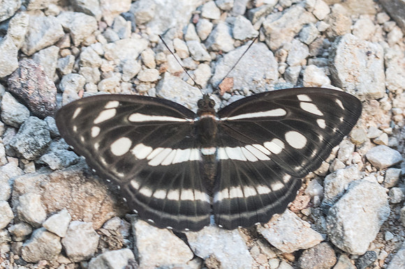 Athyma pravara -3110 - Chiang Dao - 15/11/23