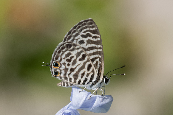 Leptotes plinius-4543 - Bangkok -2/12/23