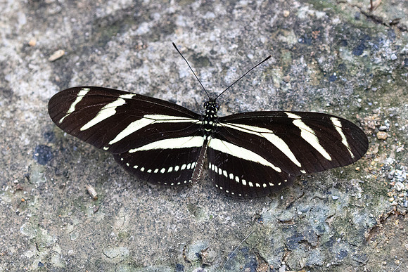 Heliconius charithonia-3790