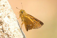 Polytremis eltola-3642 - Doi Inthanon - 23/03/25