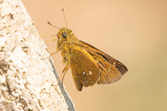 Polytremis eltola-3642 - Doi Inthanon - 23/03/25