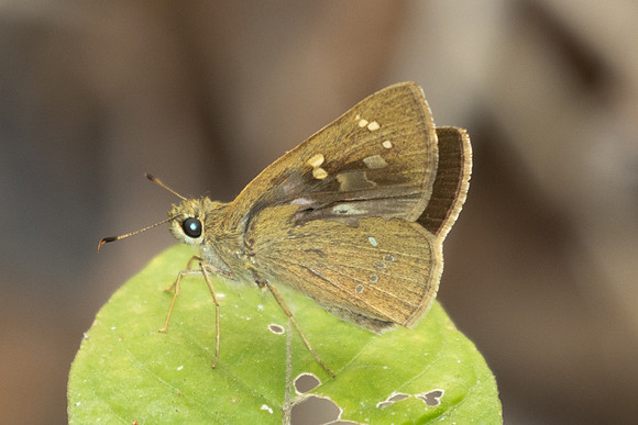 Polytremis lubricans-2812 - Doi Suthep - 21/03/25