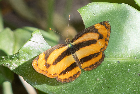 Pantoporia hordonia hordonia-5158 - Doi Inthanon - 26/03/25