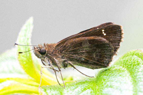 Cymaenes isus-5517