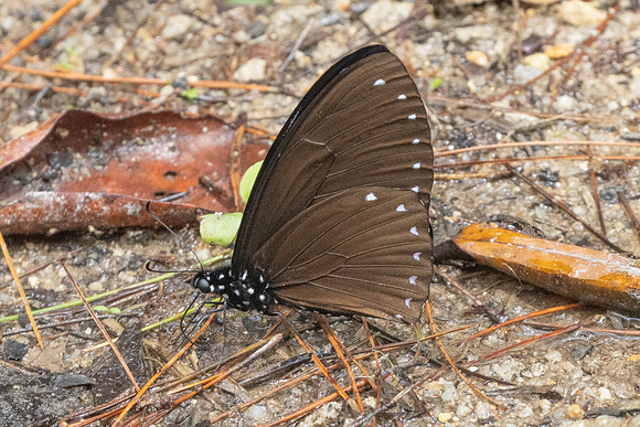 Papilio paradoxa 8844 - Fraser Hill - 11/03/25