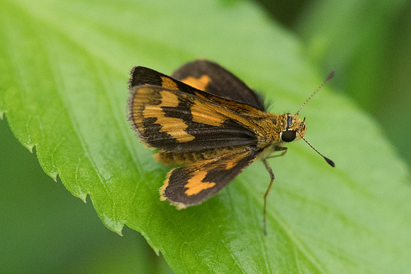 Taractrocera archias id-6946 - Khao Phanom Bencha National Park - 27/11/23