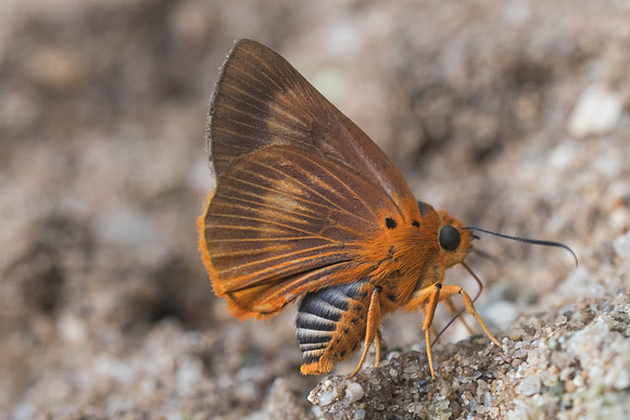 Burara harisa-9986 - Chiang Dao - 16/11/23