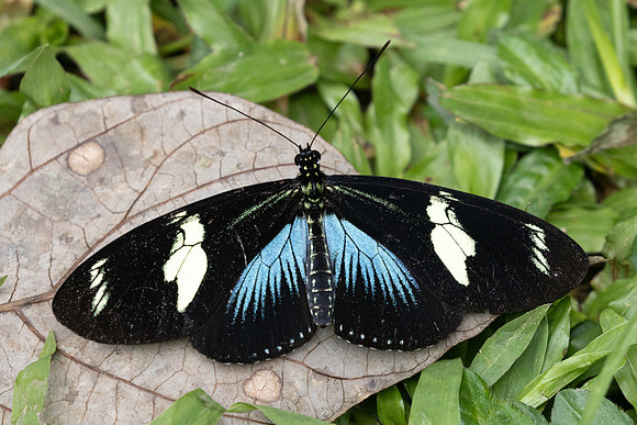 Heliconius doris-5922
