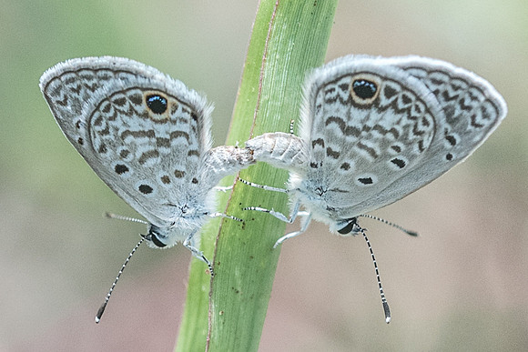 Echinargus huntingtoni hannoides-5707