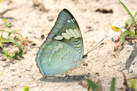 Euthalia patala-3785 - Doi Inthanon - 23/03/25