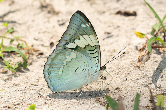 Euthalia patala-3785 - Doi Inthanon - 23/03/25