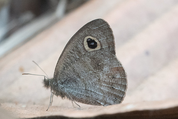 Ypthima evansi-4468