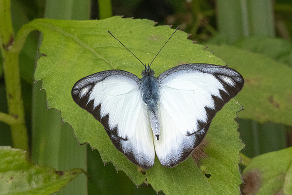 Appias lyncida-8953
