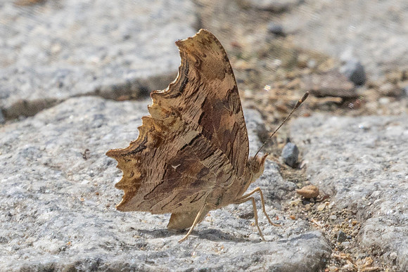 Polygonia egea-9693 -Café Pierre-Loti, Istambul - 10/09/24