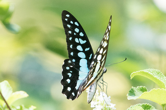 Graphium doson-9332 - Bangkok - 22/03/23