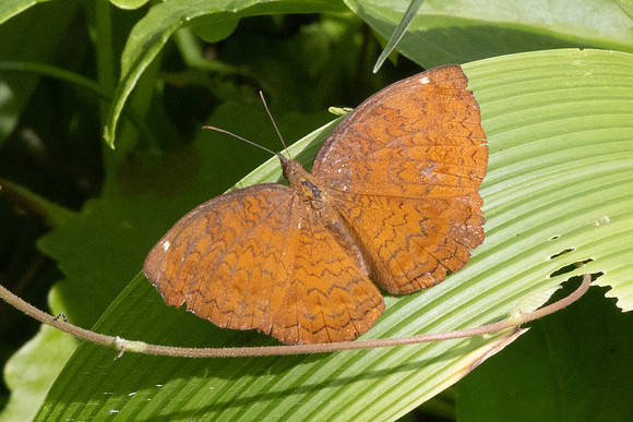 Ariadne merione-0059 - Damak Waterfall, Gopeng - 14/03/25