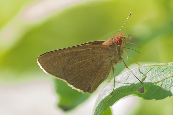 Matapa aria-2868 - Chiang Rai - 18/11/23