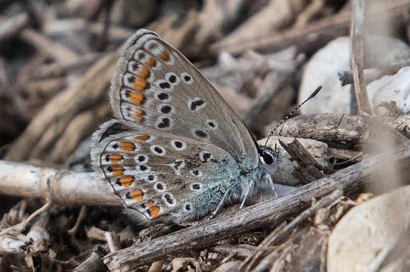 Polyommatus icarus ♀-9037