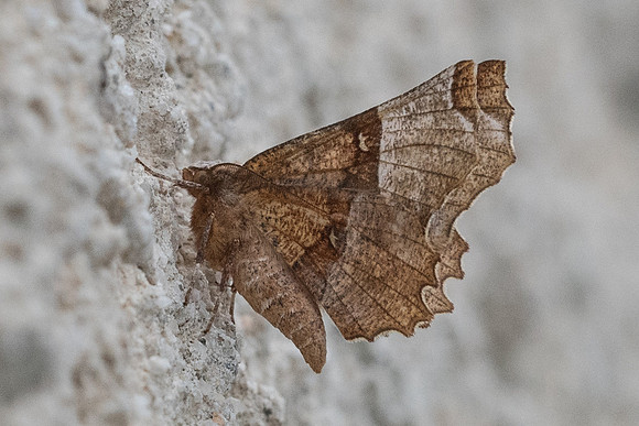Selenia dentaria_1410 - Belgentier 14/04/21