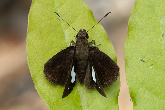 Notocrypta paralysos-2628 - Chiang Dao - 20/03/25
