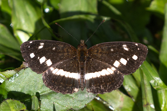 Janatella fellula-6450 - Salento - 16/06/24