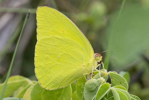 Phoebis sennae-9154