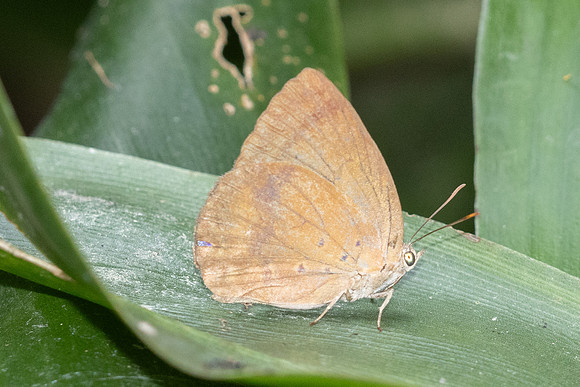 Arhopala fulla-6502 - Doi Suthep - 28/03/25